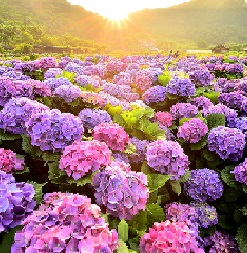Yangmingshan & Hot Spring To