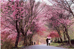 Sakura in Wuling & Fushousha